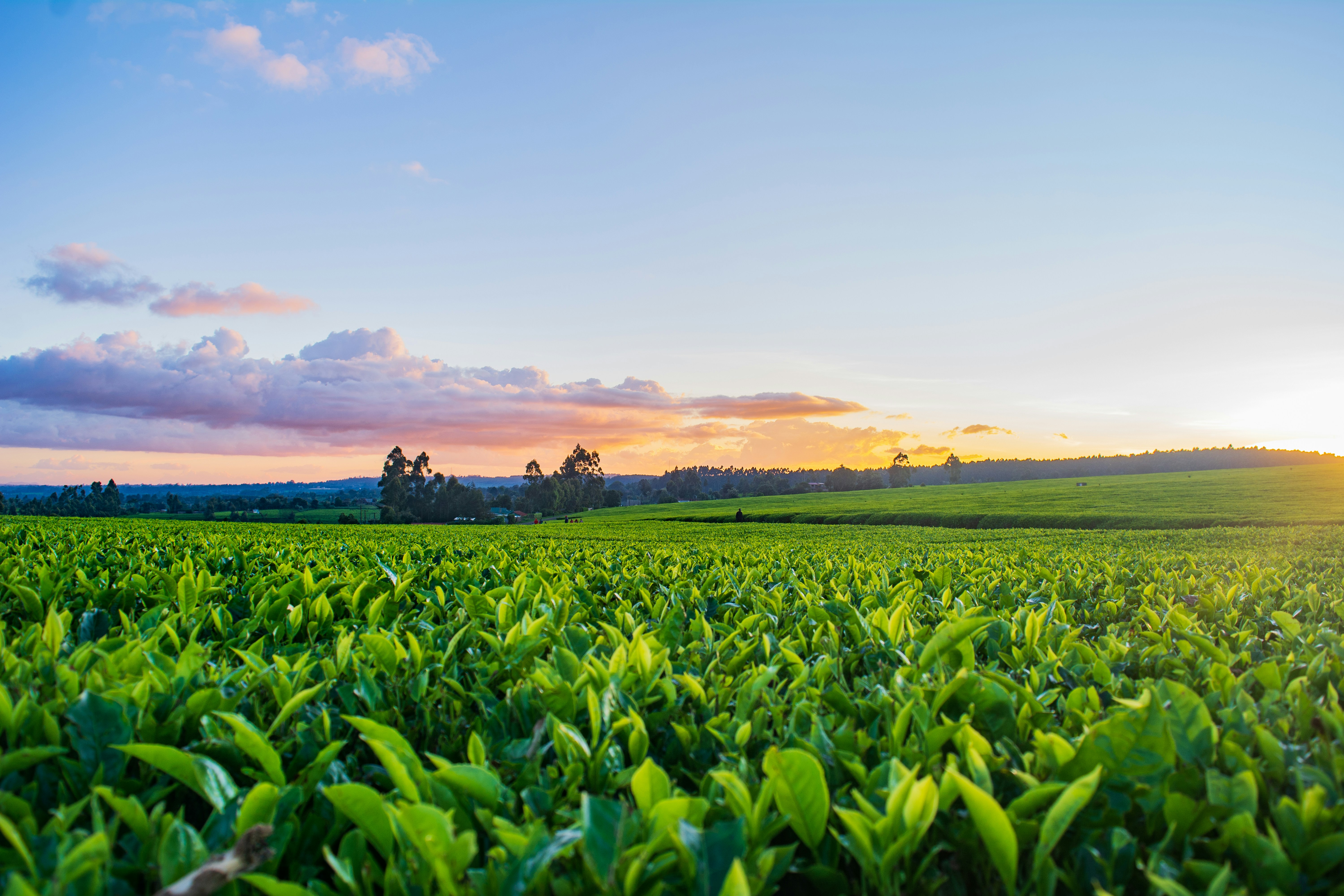 Agricultura de Precisão