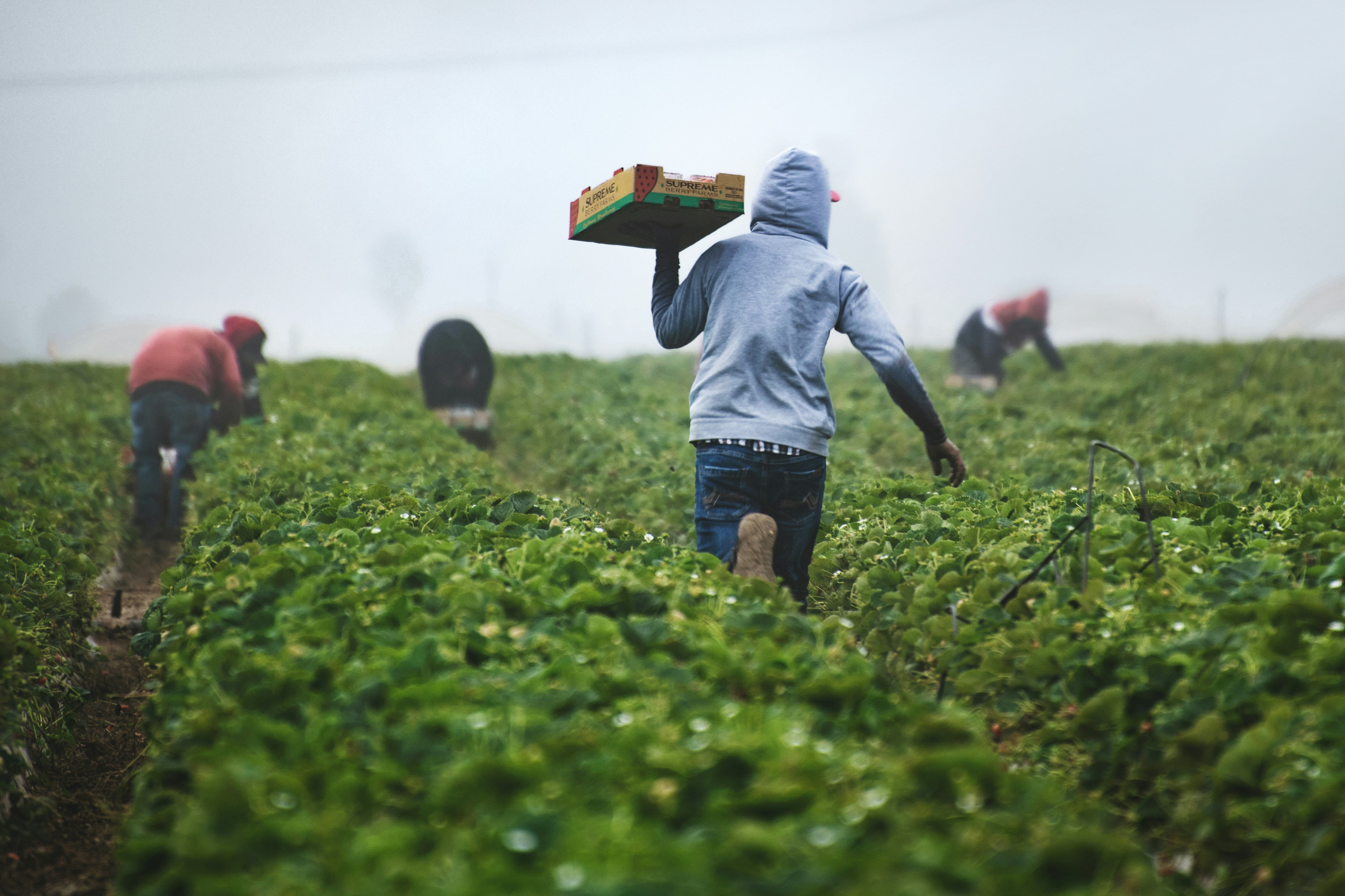 Agricultura Sustentável