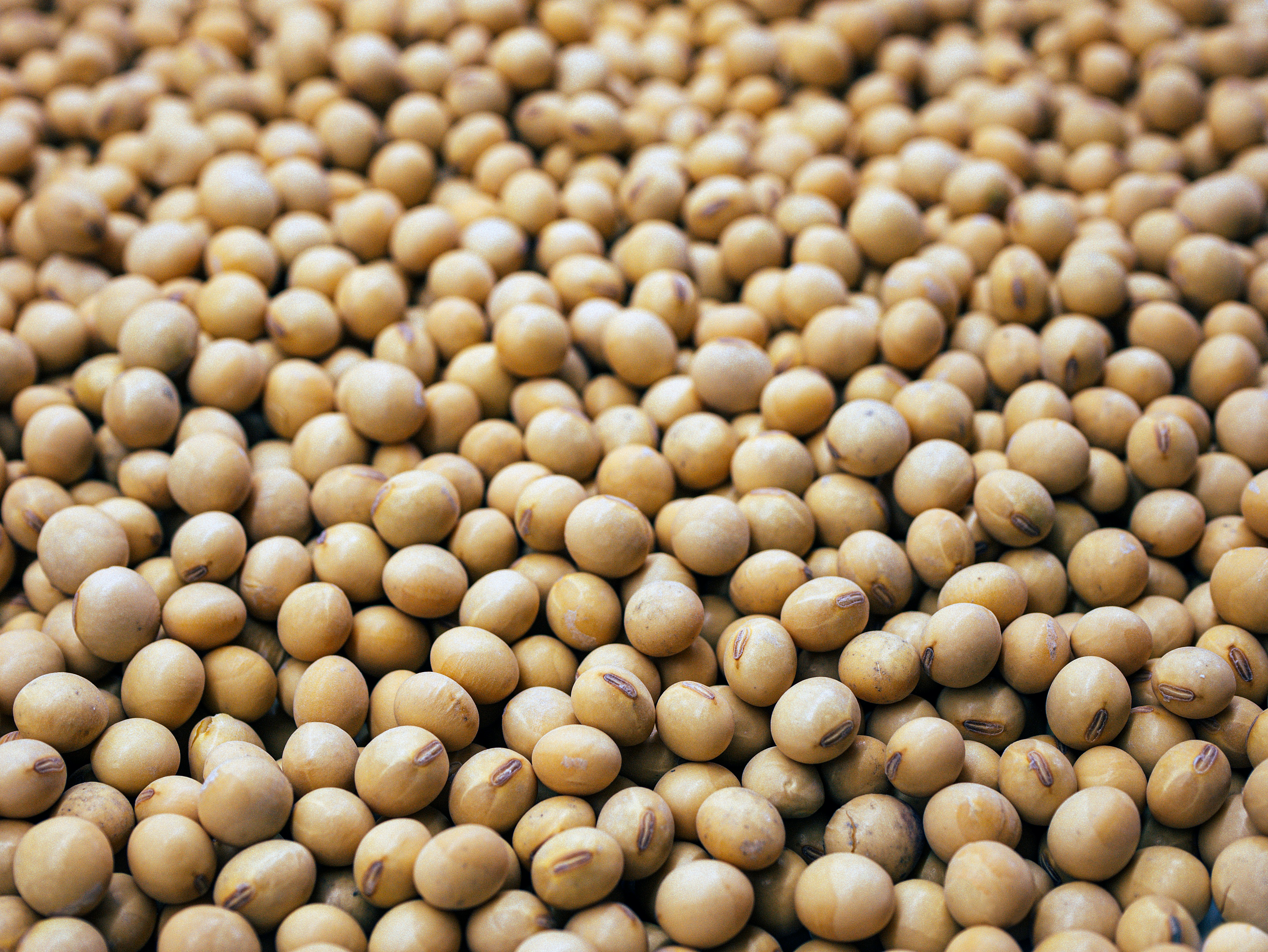 Sorgo em Grãos